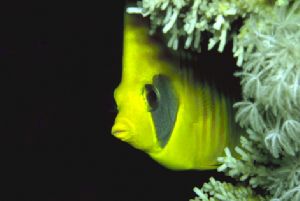 Masked Butterflyfish / Hurghada Redsea with 105 macro.-fl... by Joern Martin Raun 